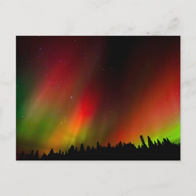 Cartão Postal Aurora Borealis e árvores (Frente)