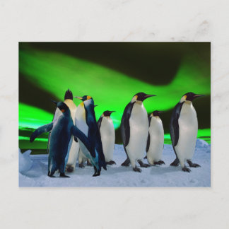 Cartão Postal Aurora borealis e pinguins