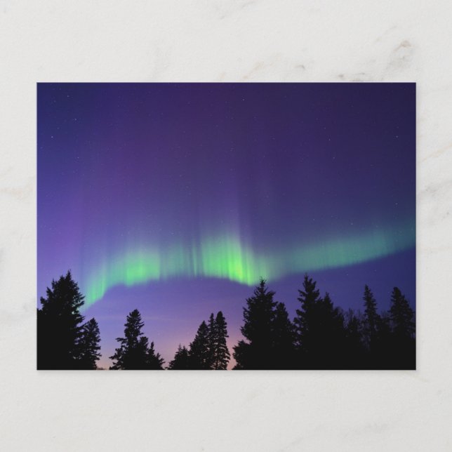 Cartão Postal Aurora Borealis & Trees | Manitoba, Canada (Frente)