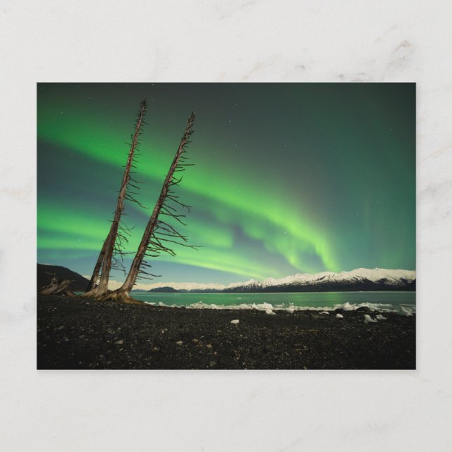 Cartão Postal Aurora de árvore inclinada (Frente)