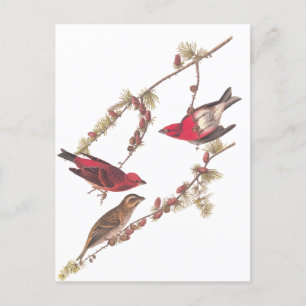 Cartão Postal Aurora Roxa de Audubon Três Pássaros Vermelhos n