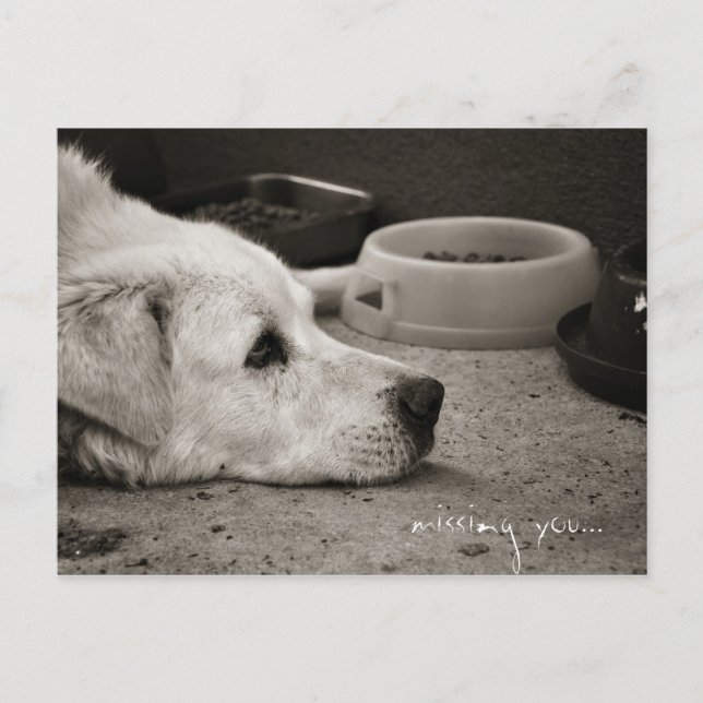 Cartão Postal Ausente - Cartão-postal (Frente)