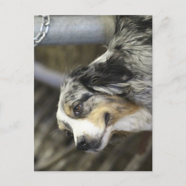 Cartão Postal Aussie (Frente)