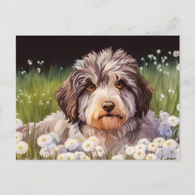 Cartão Postal Aussiedoodle mit Gänseblümchen (Frente)