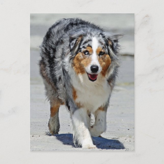 Cartão Postal Aussies - 1rua Dia da Parada de Summer Beach (Frente)