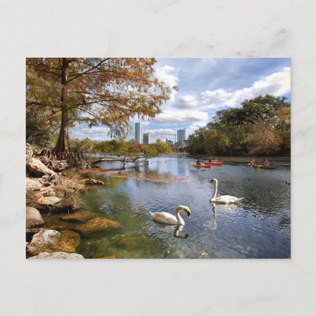 Cartão Postal Austin, Texas Barton Creek / Ladybird Lake Swans (Frente)