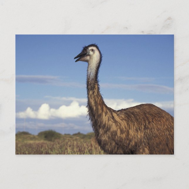 Cartão Postal Austrália, Austrália Ocidental. Emu (Dromaius) (Frente)