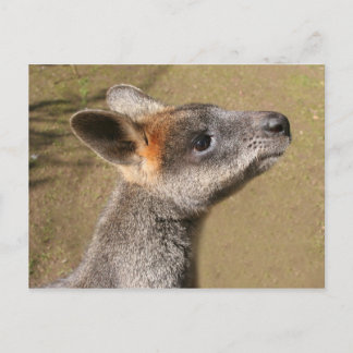 Cartão Postal Austrália - Cartaz Wallaby