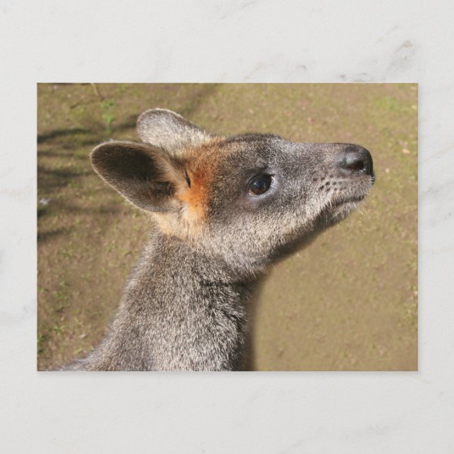 Cartão Postal Austrália - Cartaz Wallaby (Frente)