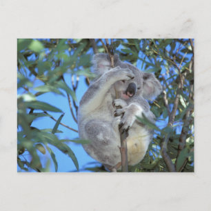 Cartão Postal Austrália, Coala (Phascolarctos cinereus)
