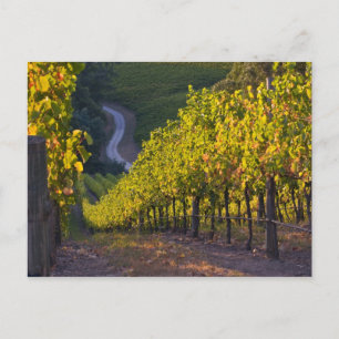 Cartão Postal Austrália do Sul, Colinas Adelaide, Summertown. 2