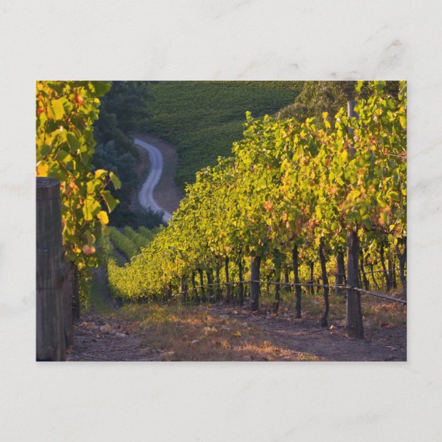 Cartão Postal Austrália do Sul, Colinas de Adelaide, Summertown. (Frente)