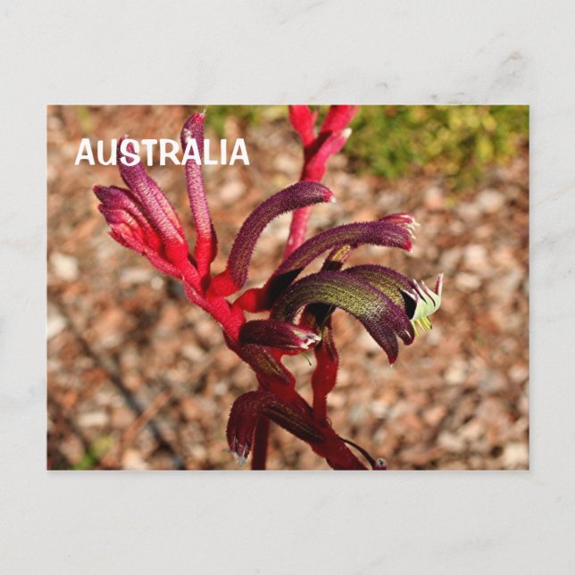 Cartão Postal Austrália: Flor de Kangaroo Paw na floração 2 (Frente)