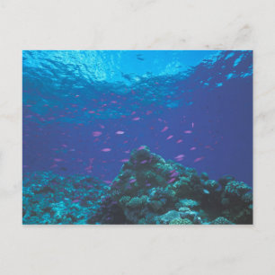 Cartão Postal Austrália, Grande Barreira de Coral. Enxame de Rox