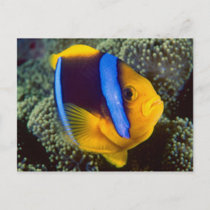 Cartão Postal Austrália, Grande Barreira de Coral, Peixe-palhaço