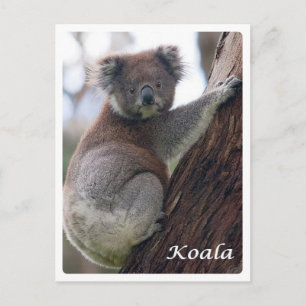 Cartão Postal Austrália - Koala -