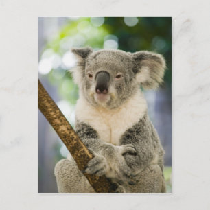 Cartão Postal Austrália, Queensland, Brisbane, Fig Tree