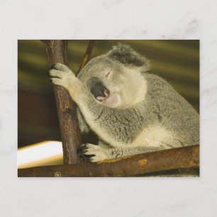 Cartão Postal Austrália, Queensland, Brisbane. Figueira