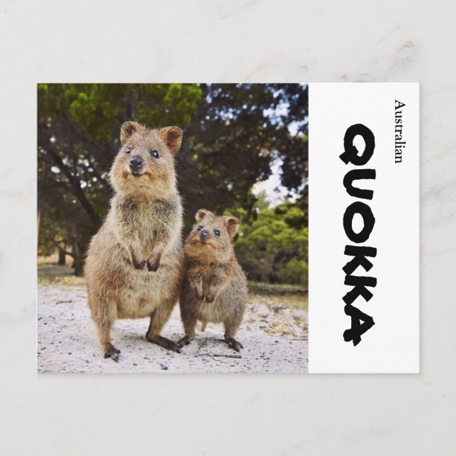 Cartão Postal Austrália Quokka (Frente)