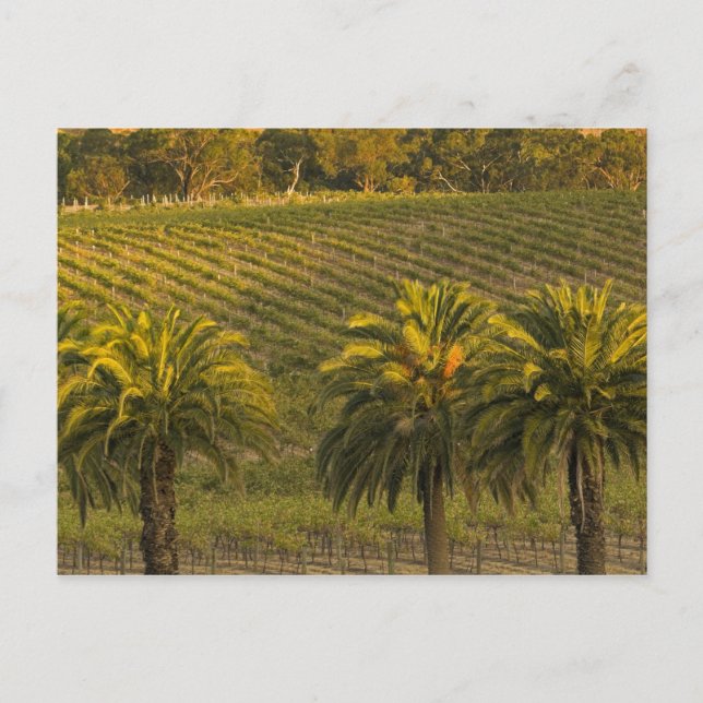 Cartão Postal Australia, South Australia, Barossa Valley, (Frente)