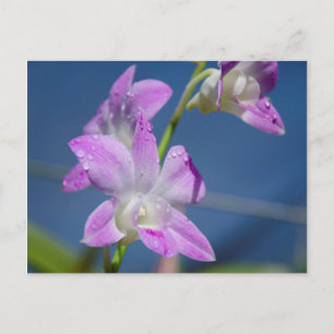 Cartão Postal Austrália, Território Norte, Darwin