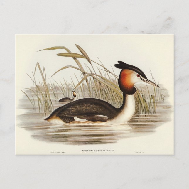 Cartão Postal Australian Tippet Grabe por Elizabeth Gould (Frente)