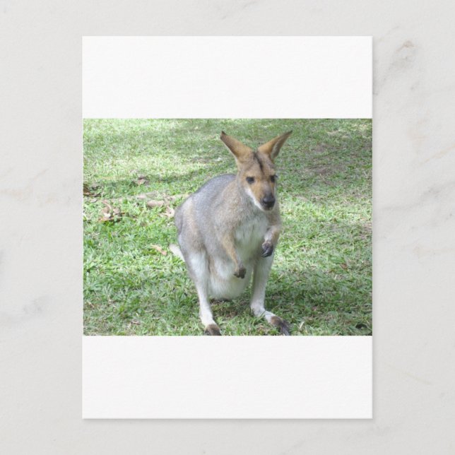 Cartão Postal australiana Wallaby (Frente)