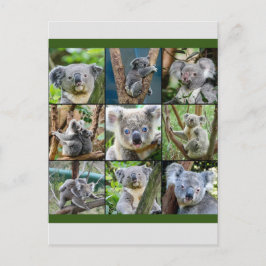 Cartão Postal Australiano Koala em Eucalyptus Tree