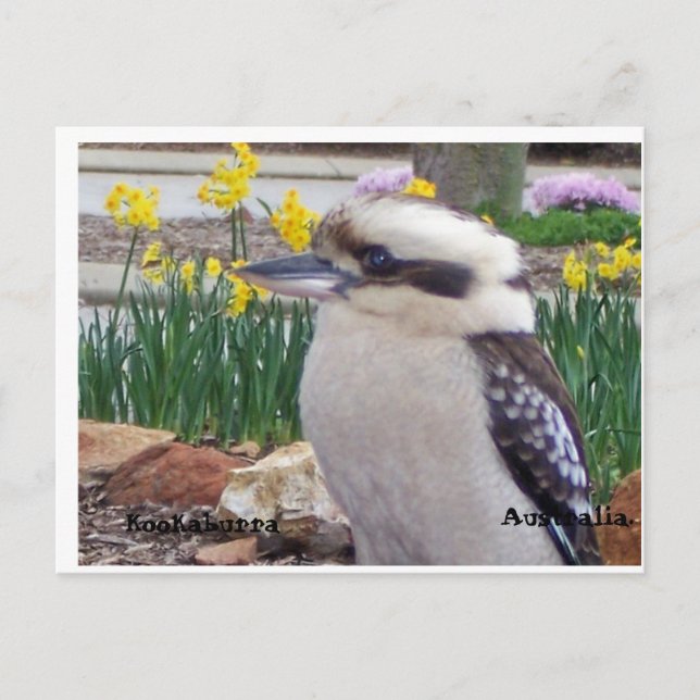 Cartão Postal Australiano Kookaburra (Frente)