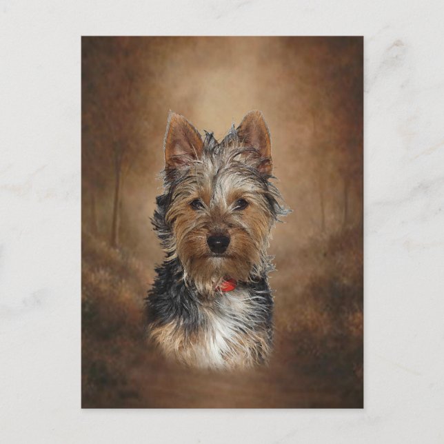 Cartão Postal Australiano Silky Terrier (Frente)