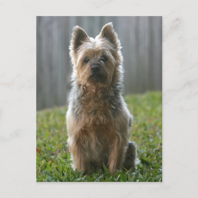 Cartão Postal Australiano Silky Terrier (Frente)