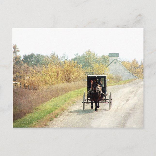 Cartão Postal Autumn Amish Horse and Buggy (Frente)