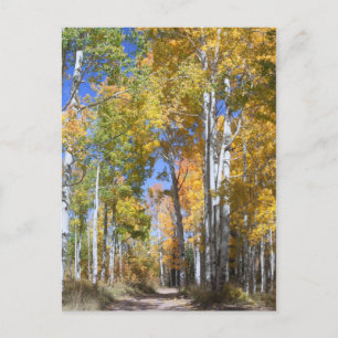 Cartão Postal Autumn Aspens em Pinyon Mesa