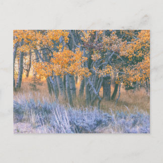 Cartão Postal Autumn Aspens Forest