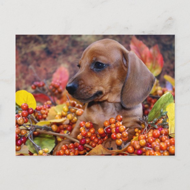 Cartão Postal Autumn Dachshund Puppy (Frente)
