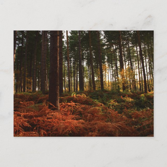 Cartão Postal Autumn Ferns (Frente)