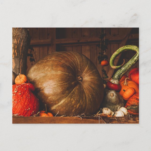 Cartão Postal Autumn Harvest Pumpkins Gourds Ação de Graças Qued (Frente)