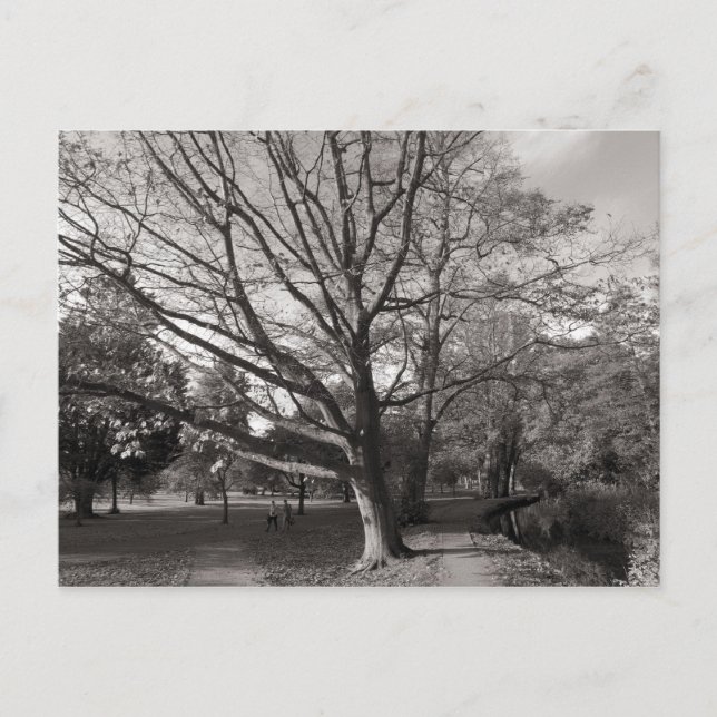 Cartão Postal Autumn Landscape Bute Park Cardiff (Frente)
