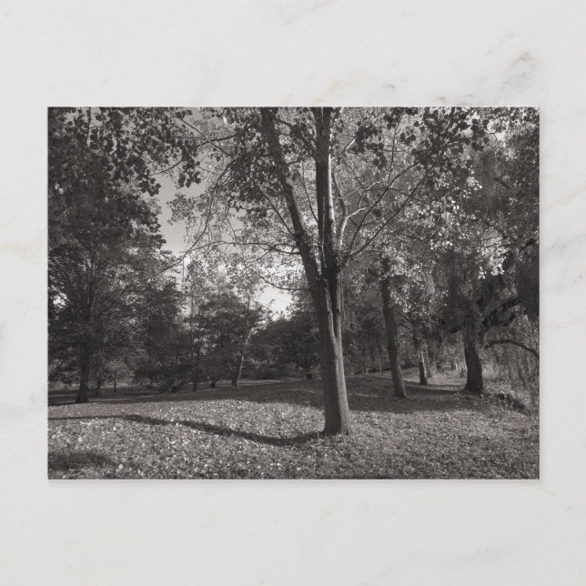 Cartão Postal Autumn Landscape Bute Park Cardiff (Frente)