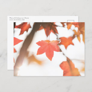 Cartão Postal Autumn Leaf Nature Photo
