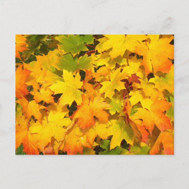 Cartão Postal Autumn Leaf Tree Fall Nature Forest Destino (Frente)