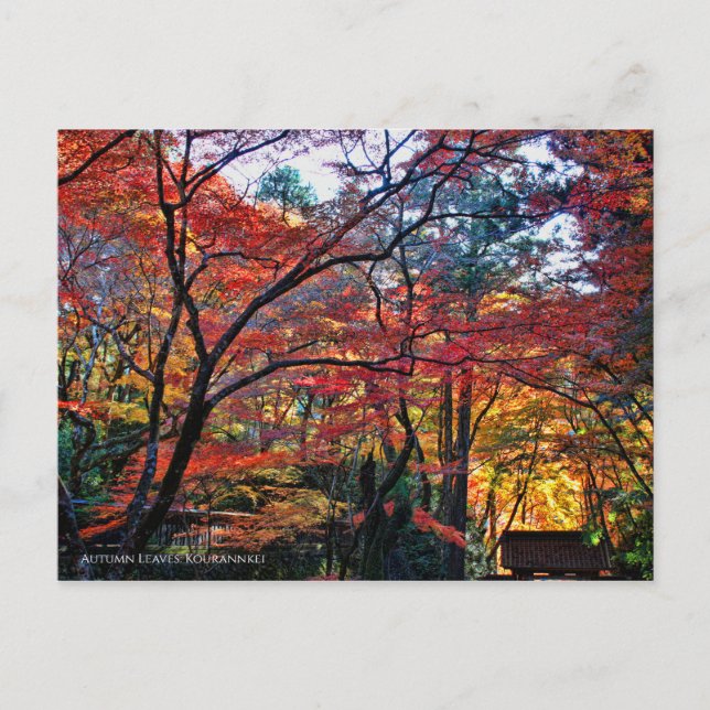 Cartão Postal Autumn Leaves: Kourannkei [Postcard] (Frente)