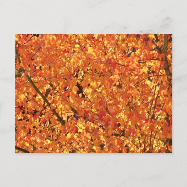 Cartão Postal Autumn Leaves na árvore - fotografia. (Frente)