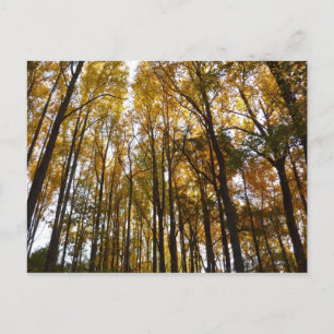 Cartão Postal Autumn Leaves na Morning Maryland
