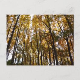 Cartão Postal Autumn Leaves na Morning Maryland