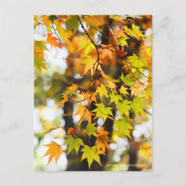 Cartão Postal Autumn Leaves [Postcard]