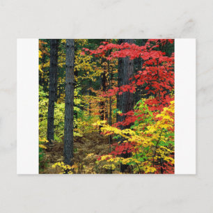 Cartão Postal Autumn Michigan