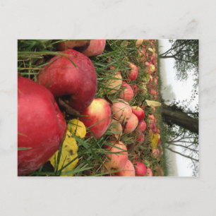 Cartão Postal Autumn Morning no Orchard Postcard