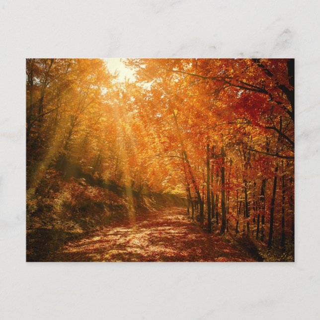 Cartão Postal Autumn Orange Brown Tres Forest Nature Fotografia (Frente)