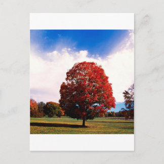 Cartão Postal Autumn Red Maple Tree Forest Clermont Kentucky